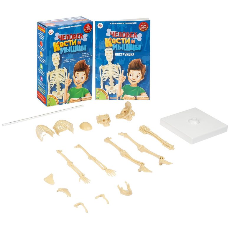 Japāņu zinātnes eksperimenti ar Buki BONDIBON, Cilvēks. Kauli un muskuļi